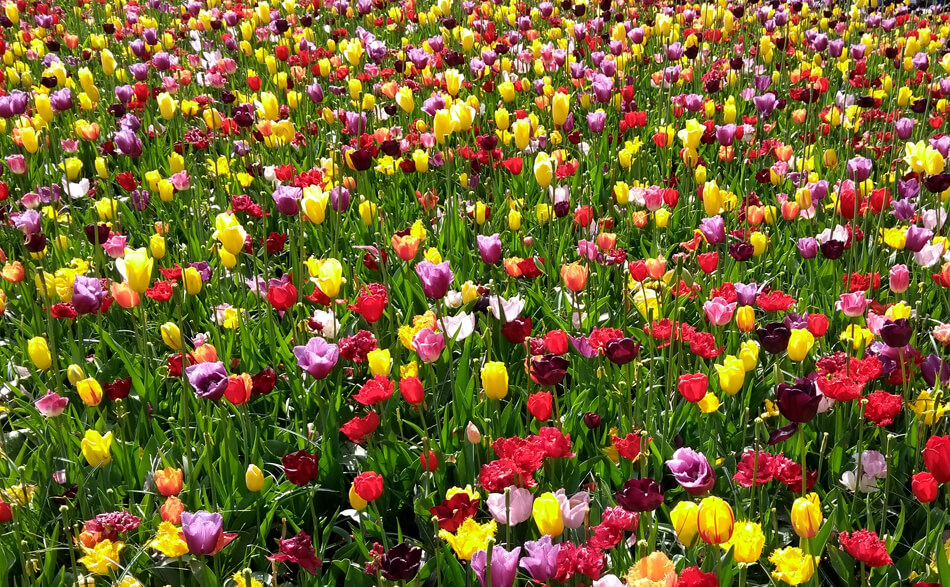 Cea mai mișto grădină de primăvară din lume